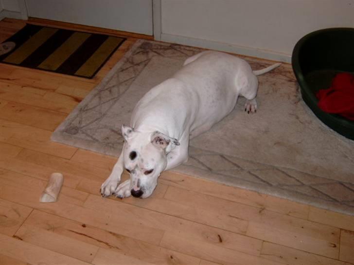 Amerikansk bulldog Albie billede 9