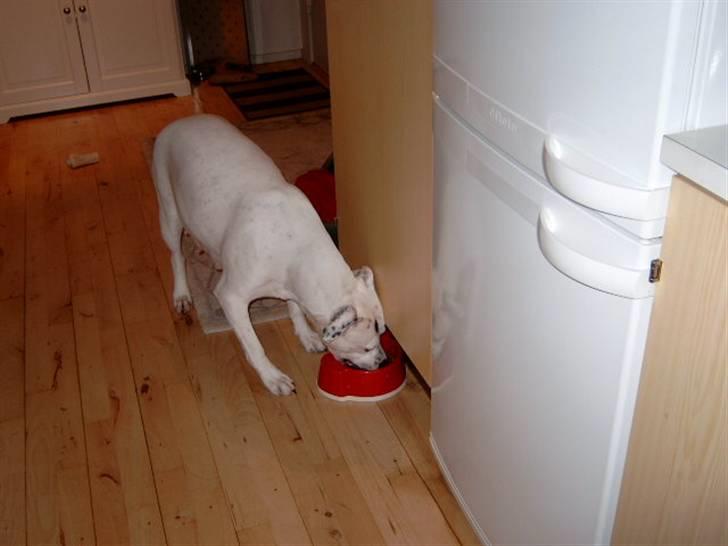 Amerikansk bulldog Albie billede 10