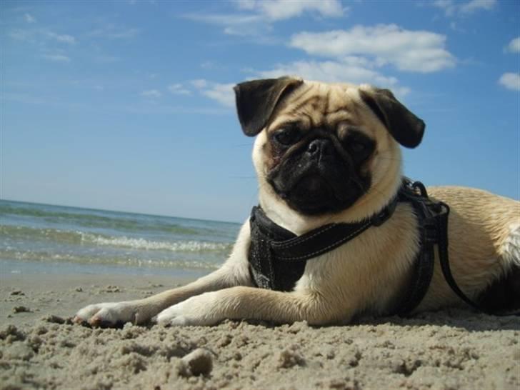 Mops ¤Luie¤ - :-) billede 1