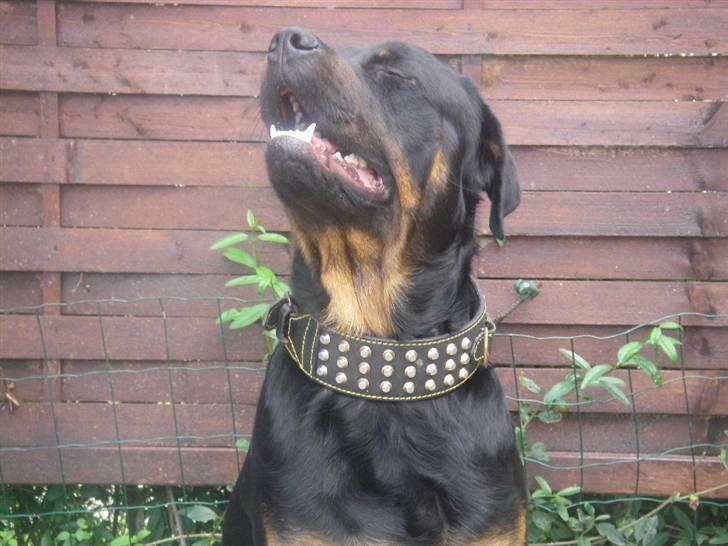 Rottweiler BOSCO billede 11
