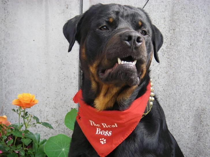 Rottweiler BOSCO billede 12