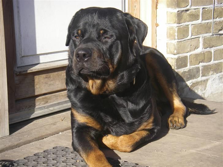 Rottweiler BOSCO billede 13