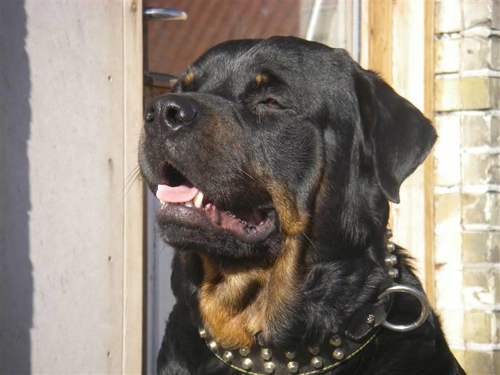 Rottweiler BOSCO billede 14