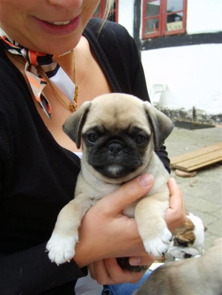 Mops ¤Luie¤ - Luie 7 uger, da vi så ham for første gang:-) vi var solgt på stedet, han er da Dejlig... billede 2