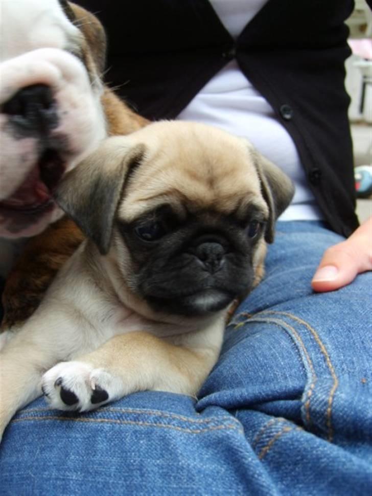 Mops ¤Luie¤ - Luie 7 uger, kan lige skimte hans halv søster.. billede 3