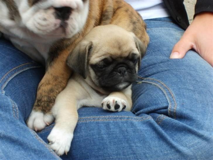 Mops ¤Luie¤ - Luie 7 uger:-) billede 4