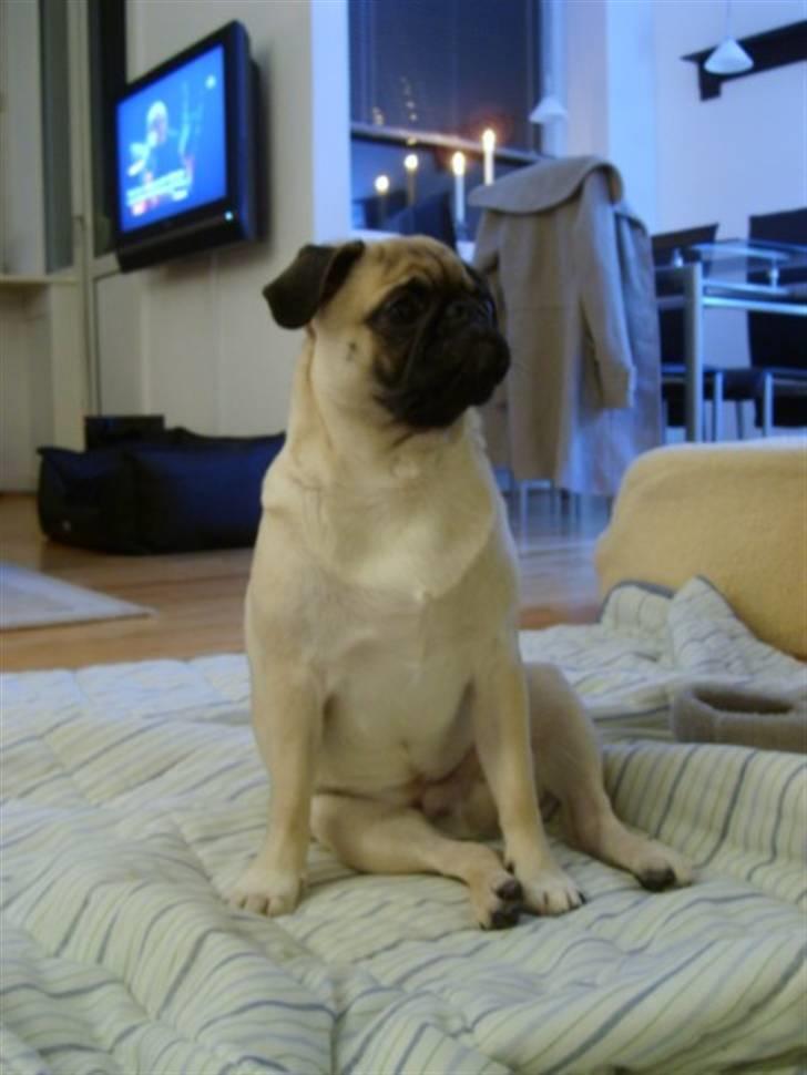 Mops ¤Luie¤ - Smukke Luie 7 mdr... billede 5