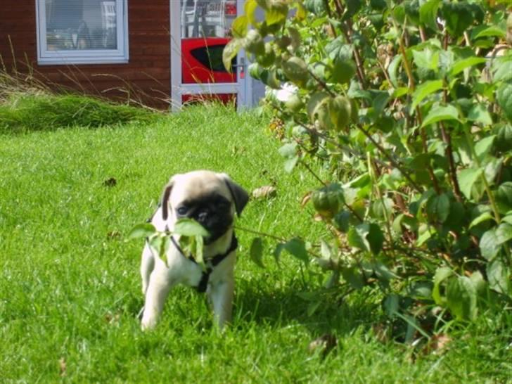 Mops ¤Luie¤ - Så er jeg blevet den nye havemand... billede 6