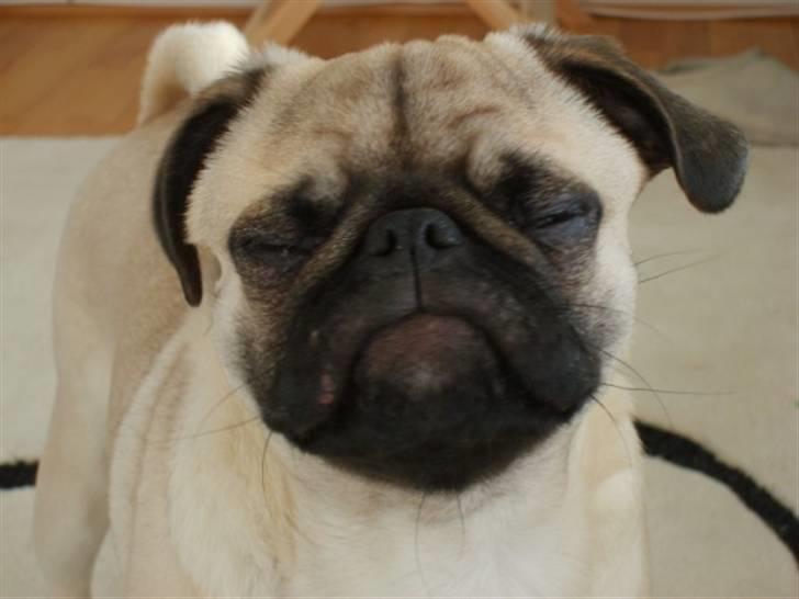 Mops ¤Luie¤ billede 7