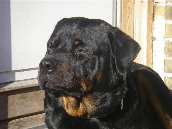 Rottweiler BOSCO billede 15