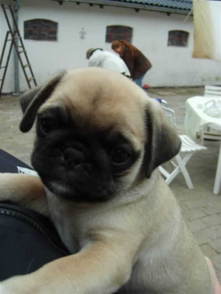 Mops ¤Luie¤ - 7 uger gammel.. billede 8