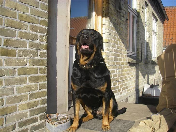 Rottweiler BOSCO billede 16