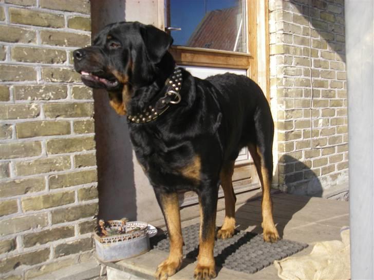 Rottweiler BOSCO billede 17