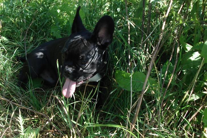 Fransk bulldog Orla R. I. P  - Puha, det er varmt at løbe  rundt...tager lige en slapper i skyggen... billede 3