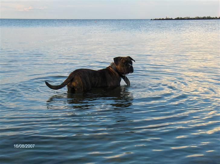 Blanding af racer Snuden billede 2