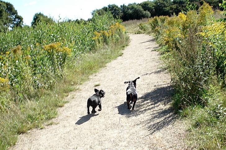 Fransk bulldog Orla R. I. P  - Orla og Terkel løber en tur ud i det blå....i Lolas lund i Odense... billede 4