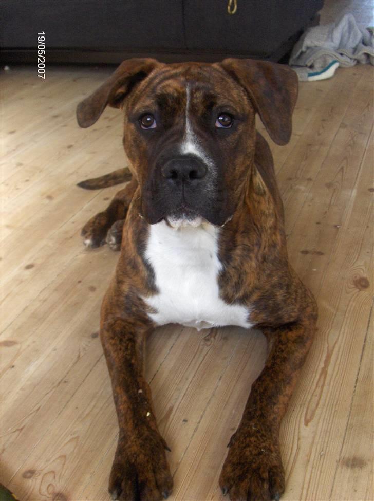 Blanding af racer Snuden billede 3