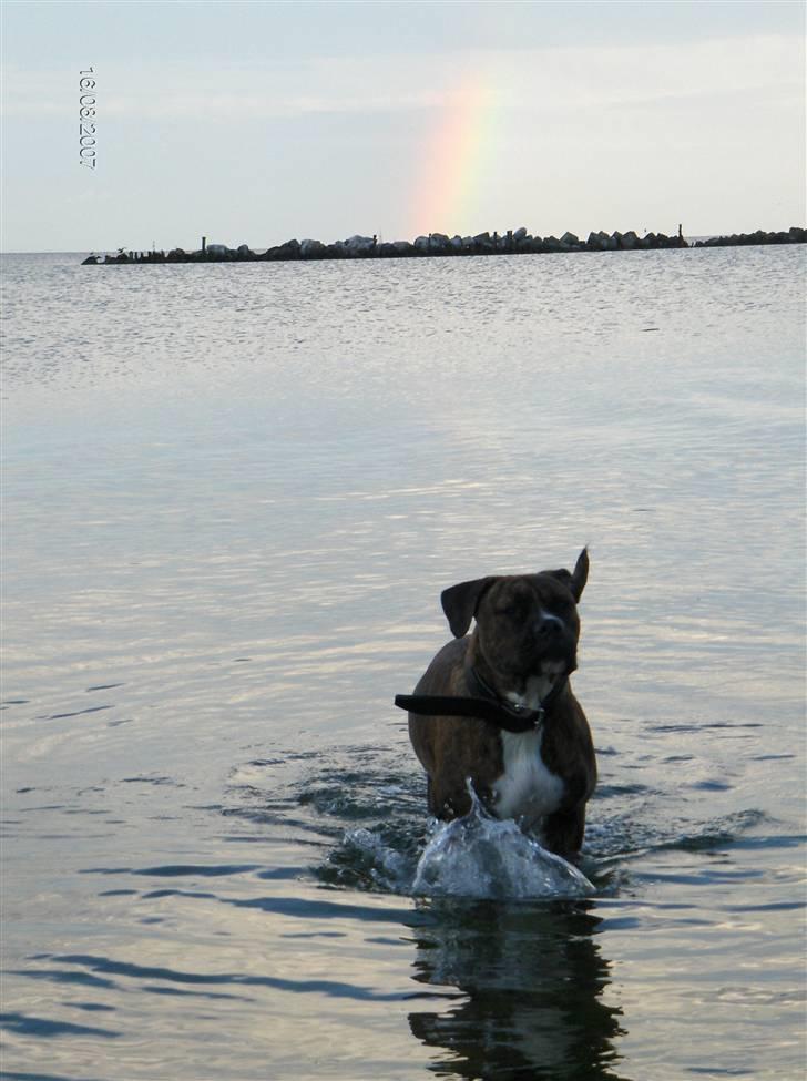 Blanding af racer Snuden billede 4