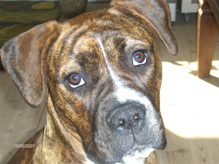 Blanding af racer Snuden billede 5