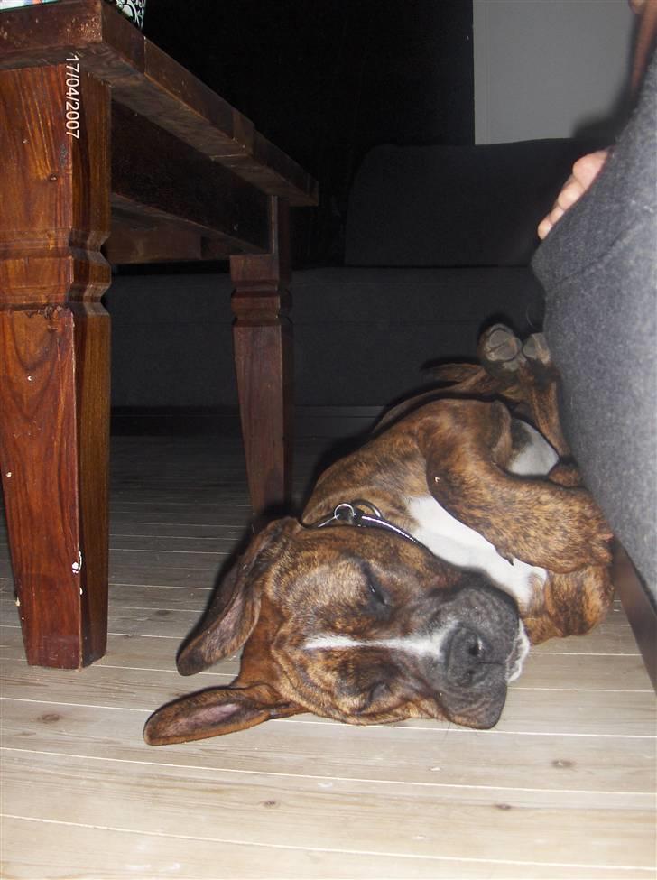 Blanding af racer Snuden billede 6