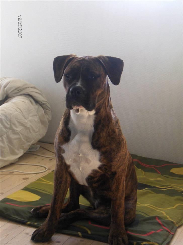 Blanding af racer Snuden billede 7