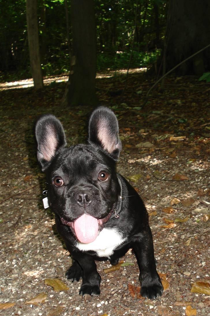 Fransk bulldog Orla R. I. P  - Smukke mig:-D billede 5