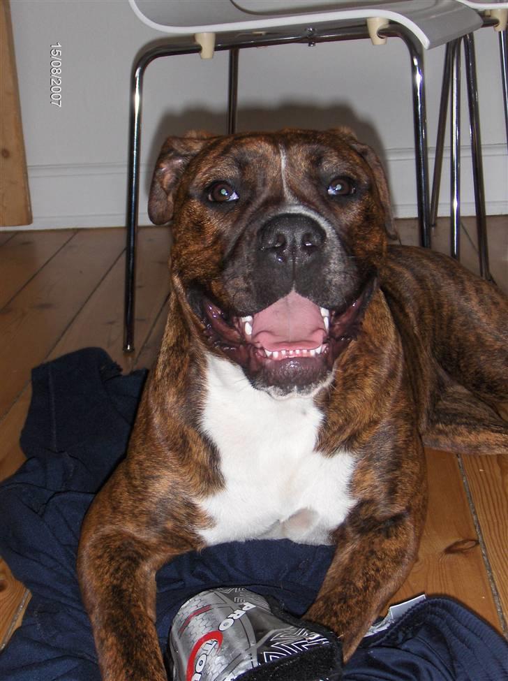 Blanding af racer Snuden billede 9