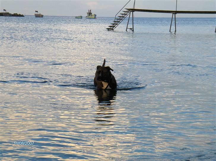 Blanding af racer Snuden billede 10