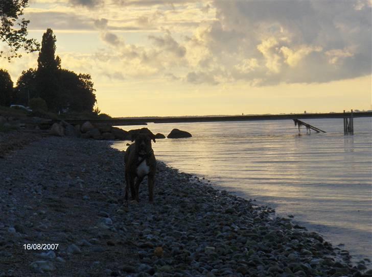 Blanding af racer Snuden billede 11