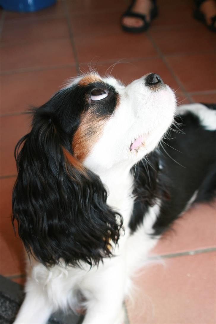 Cavalier king charles spaniel Tikka - Tikka <3 NYT d. 23.04 med vores nye kamera :) - Lidt for hvidt :/ billede 8