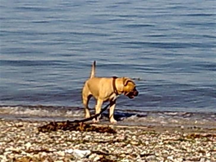 Amerikansk staffordshire terrier mille - mille løber ved ajstup strand juli2008 billede 2