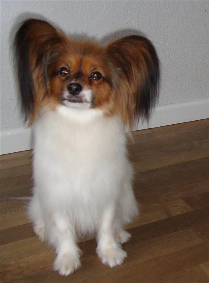 Papillon Dolly Parton - Det er mig der hedder Dolly Parton billede 1
