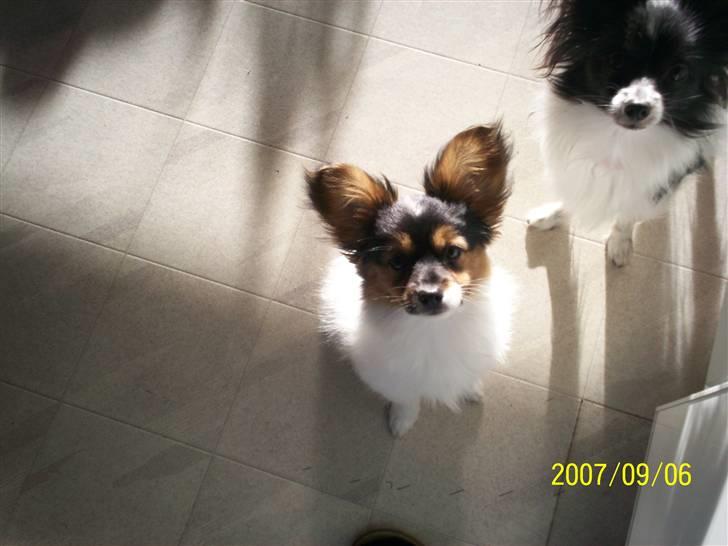 Papillon Dolly Parton - Se mig. billede 3