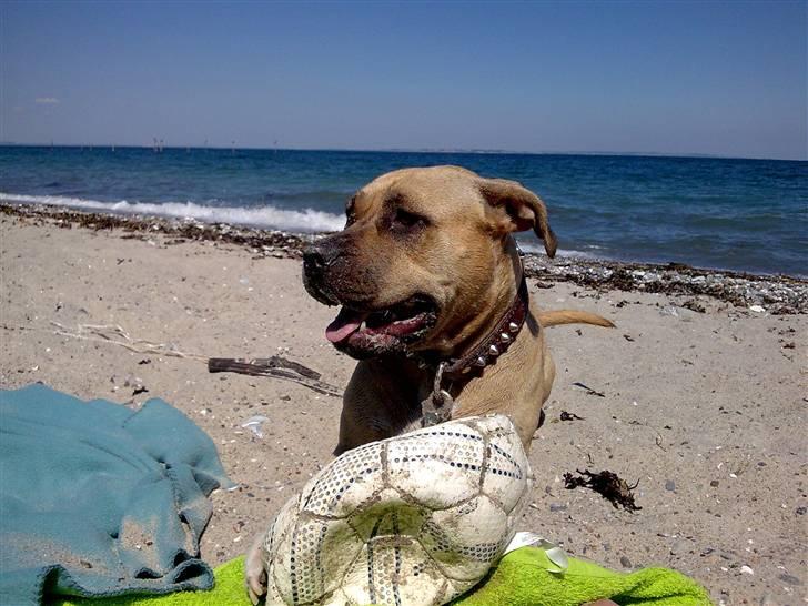 Amerikansk staffordshire terrier mille - ondt i halsen efter telttur september 2007 billede 3