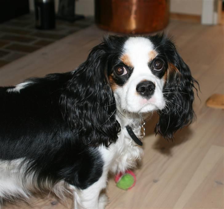 Cavalier king charles spaniel Tikka - Tikka <3 NYT d. 23.04 med vores nye kamera :) billede 9