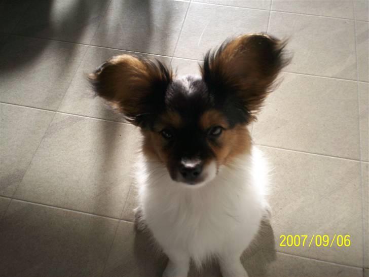 Papillon Dolly Parton billede 4