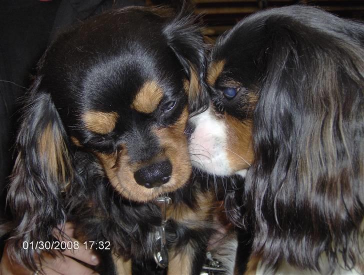 Cavalier king charles spaniel Ricky - Bonzo er min udstillings ven så derfor skal han lige have en farvel nys. billede 9