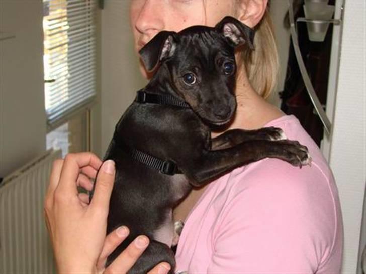 Blanding af racer Pinscher/gårdhund- Chilly - Hej. billede 13