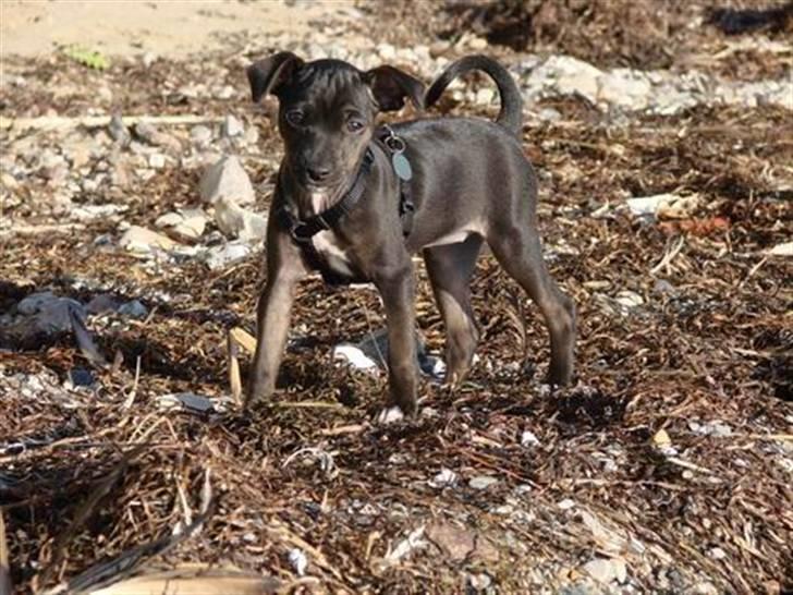 Blanding af racer Pinscher/gårdhund- Chilly - Ih, det er dejligt med lidt frisk luft. billede 14