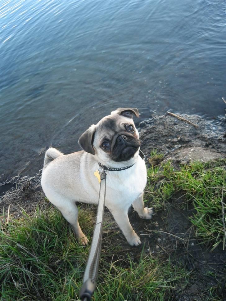 Mops Buster Perry Nielsen billede 1