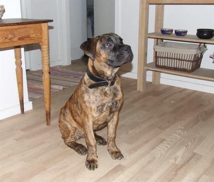 Boerboel BOELSPLAAS AGNES - 5 mdr billede 8