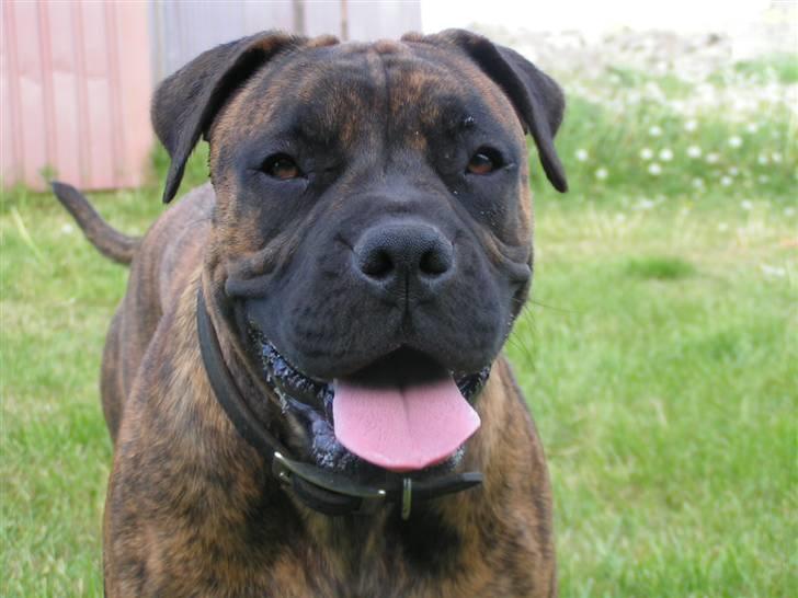 Boerboel BOELSPLAAS AGNES - Agnes og Mini billede 9