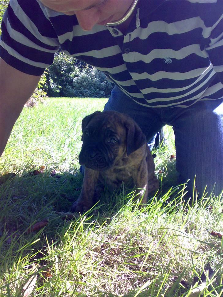 Boerboel BOELSPLAAS AGNES - Gemmer mig lige under min far billede 10