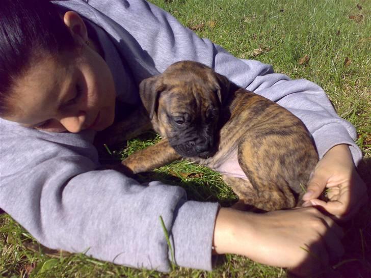 Boerboel BOELSPLAAS AGNES - Dejligt med en putter på græsplænen billede 11