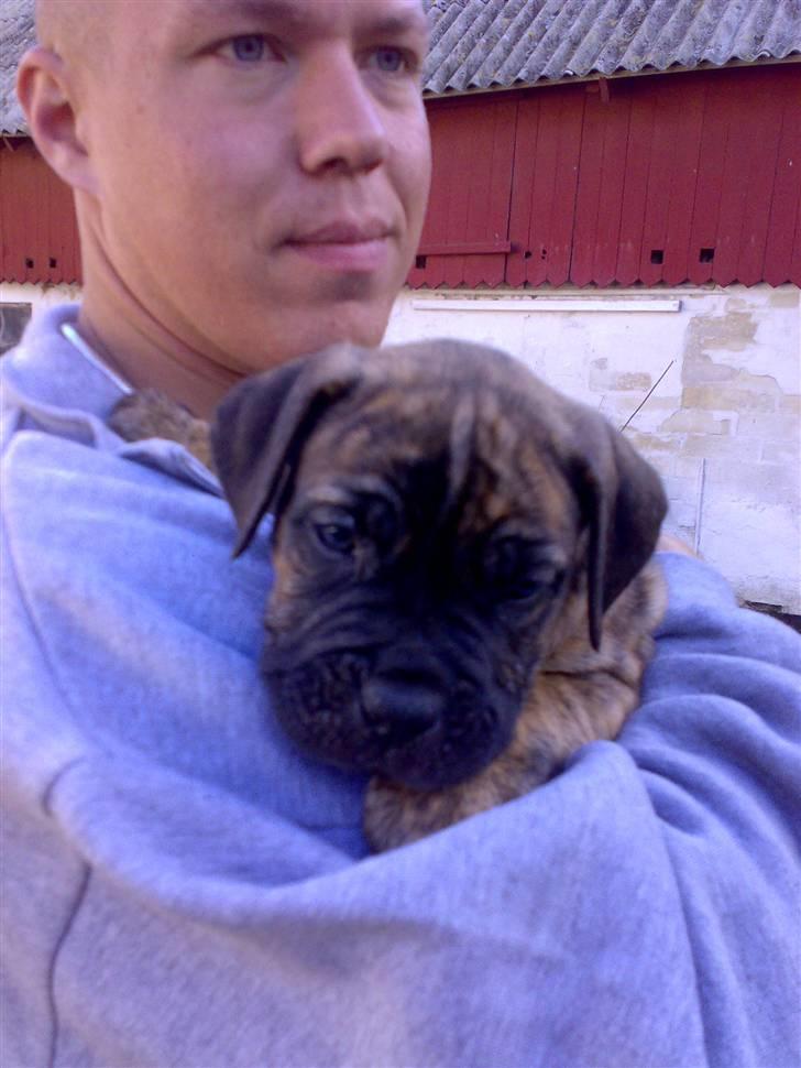 Boerboel BOELSPLAAS AGNES - Min far passer godt på mig billede 12