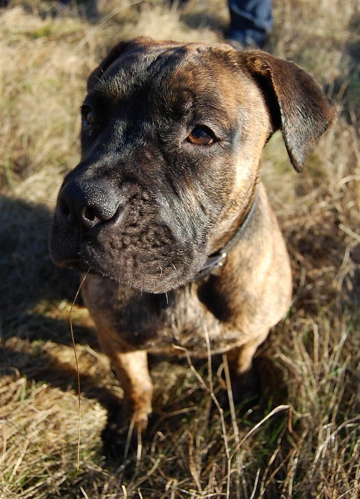 Boerboel BOELSPLAAS AGNES - 6 mdr billede 13