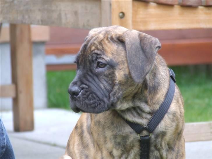 Boerboel BOELSPLAAS AGNES - 10 uger billede 14