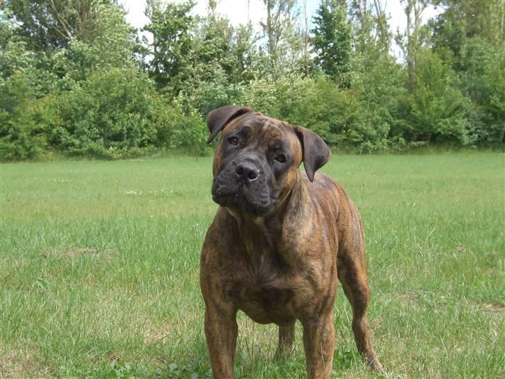 Boerboel BOELSPLAAS AGNES - 20 juni 08 billede 15