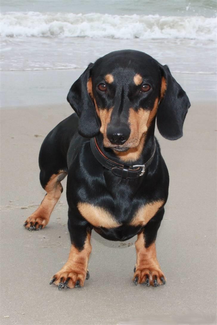 Gravhund Demitri - Tager du nu billeder igen....  billede 1