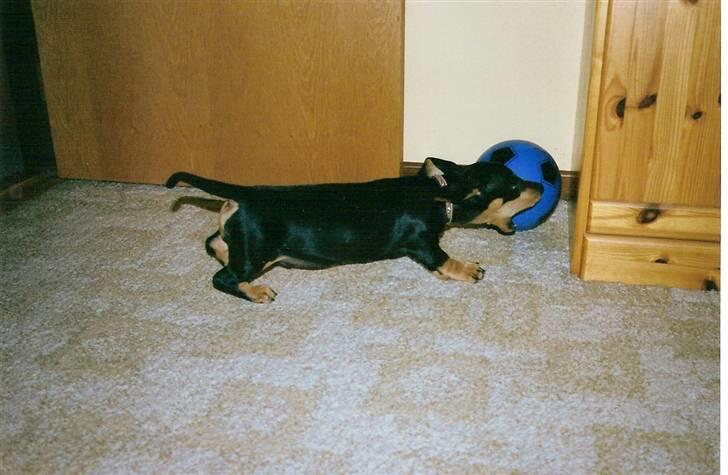 Gravhund Demitri - jeg skal nok få fat i den billede 2